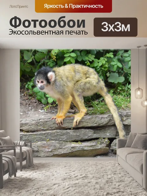 Фотообои Беличьих обезьян 1