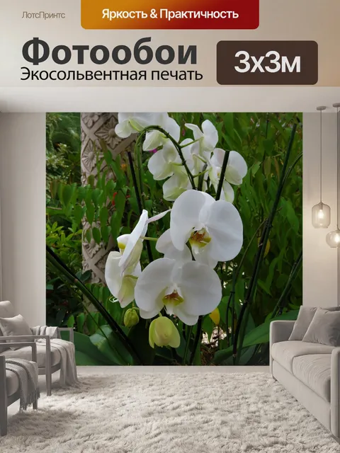 Фотообои Белая орхидея