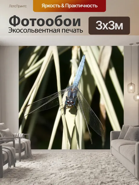 Фотообои Синяя стрекоза