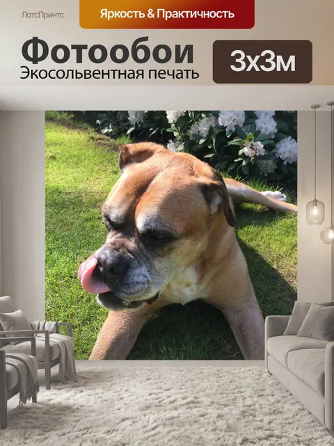 Фотообои Собака