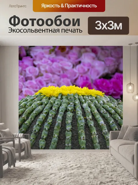 Фотообои бочковый кактус
