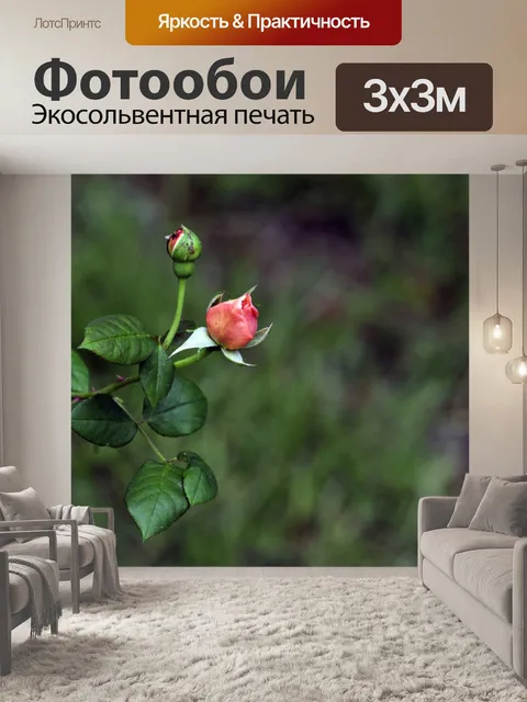 Фотообои Розовые Бутоны розы