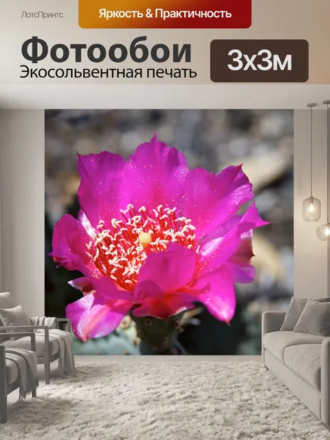 Фотообои Розовый Кактус цветет