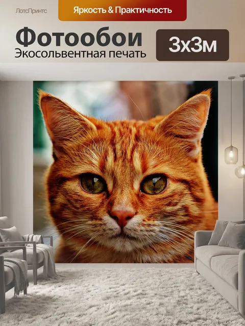 Фотообои Кот