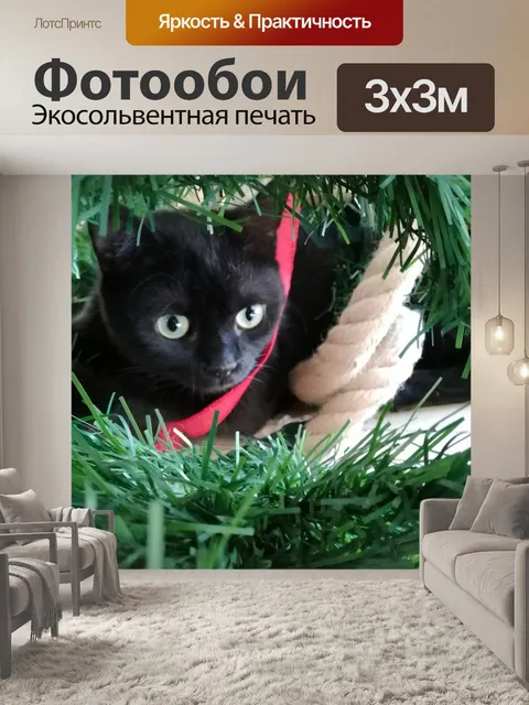 Фотообои Черный кот