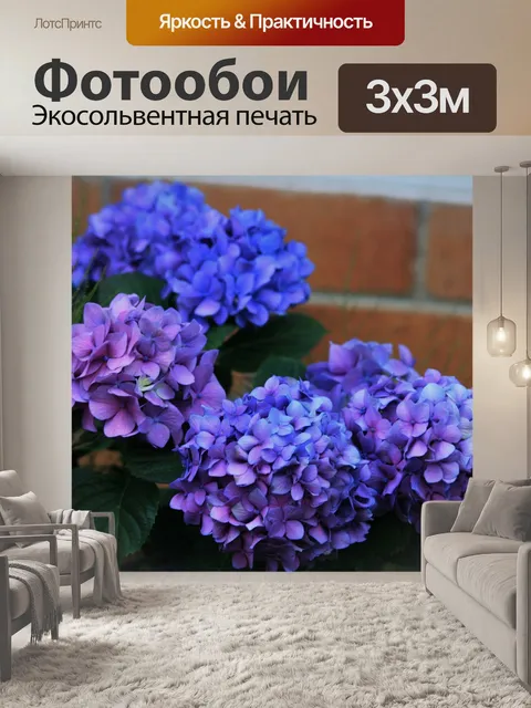 Фотообои розовый, голубой и фиолетовый гортензия