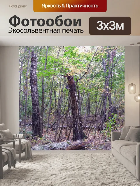 Фотообои лес