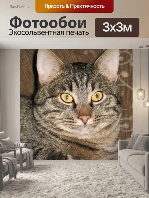 Фотообои Кот