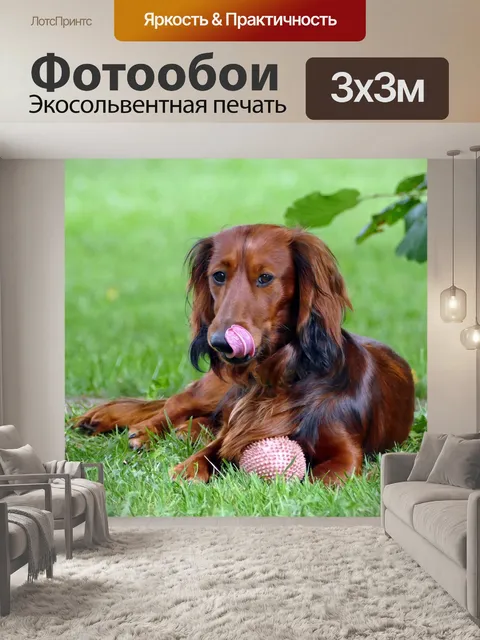 Фотообои Такса