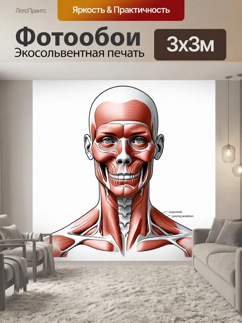 Фотообои создайте детализированное изображение анатомии человеческого лица