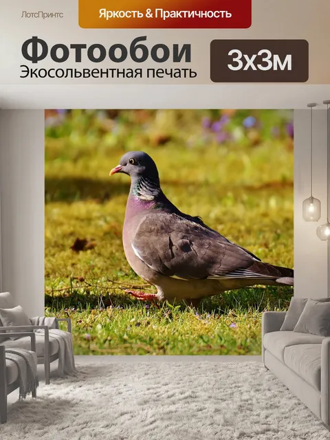 Фотообои Лесной голубь