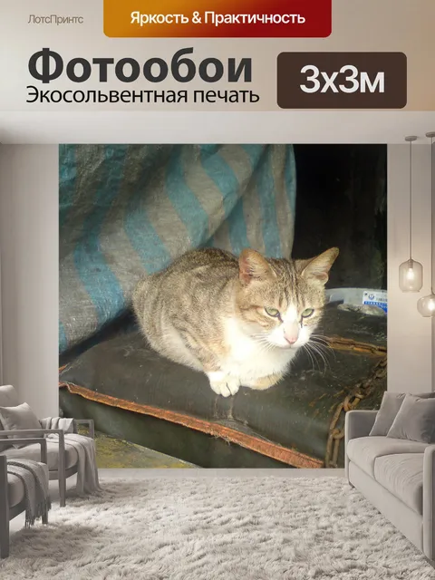 Фотообои кошка в городе 5