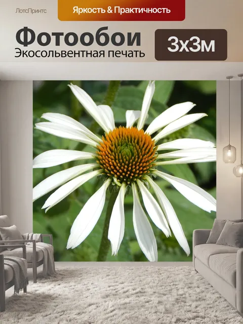 Фотообои Эхинацеи