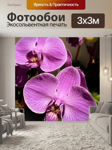 Фотообои фиолетовые орхидеи лепесток цветка