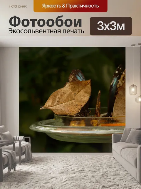 Фотообои Бабочки