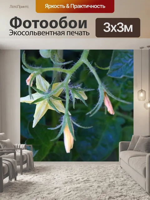 Фотообои бледно-желтый цветок растения томата