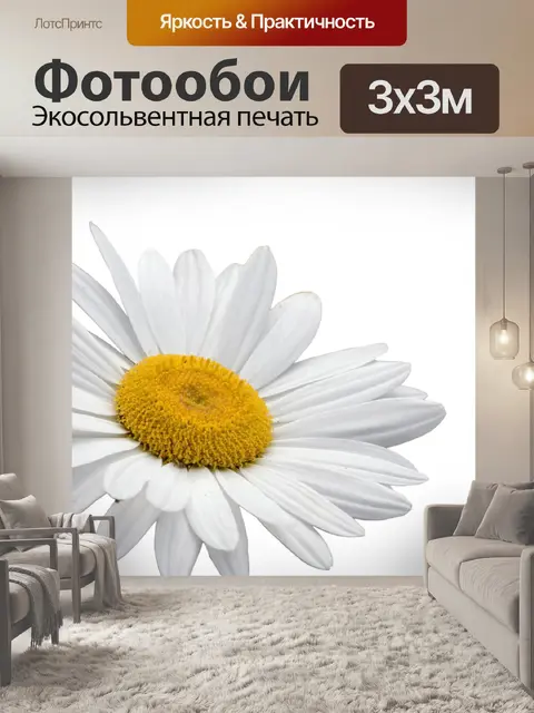Фотообои Дэйзи цветок белый фон