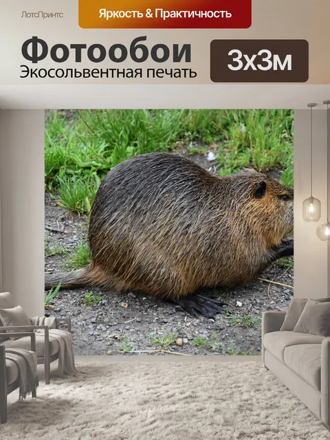 Фотообои Животное