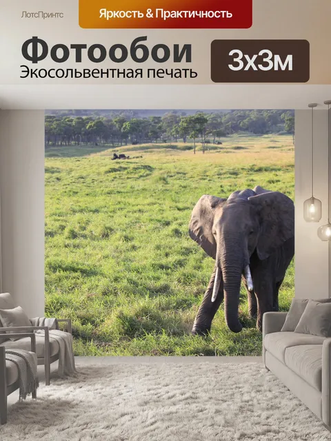 Фотообои Слон
