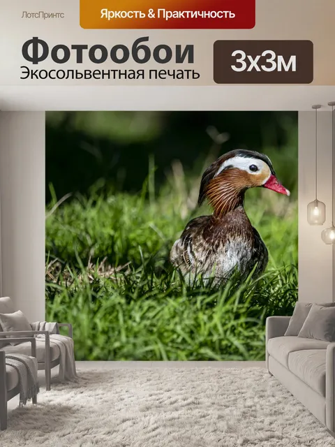 Фотообои Утка-мандаринка