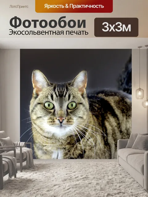 Фотообои Полосатый кот темном фоне