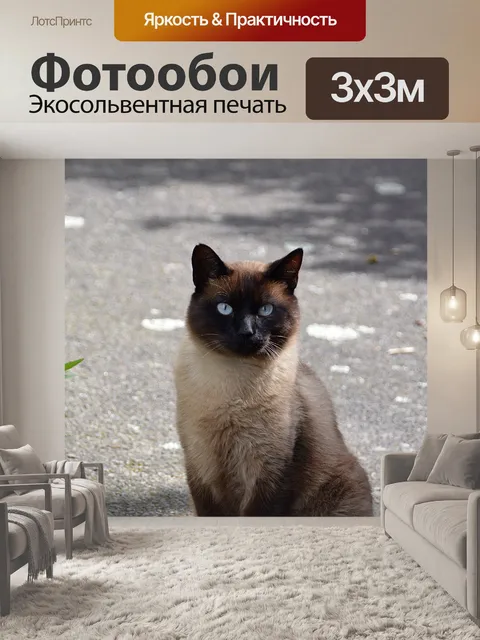 Фотообои Голубые глаза сиамской кошки