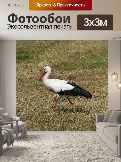 Фотообои Птица