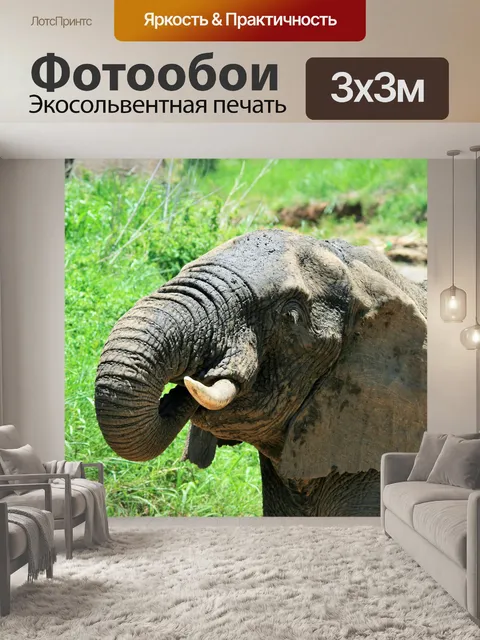Фотообои Африканский слон