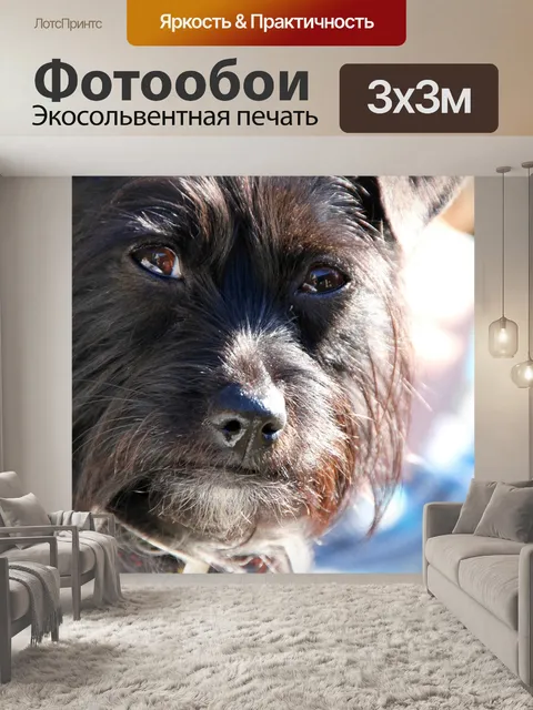 Фотообои Собака