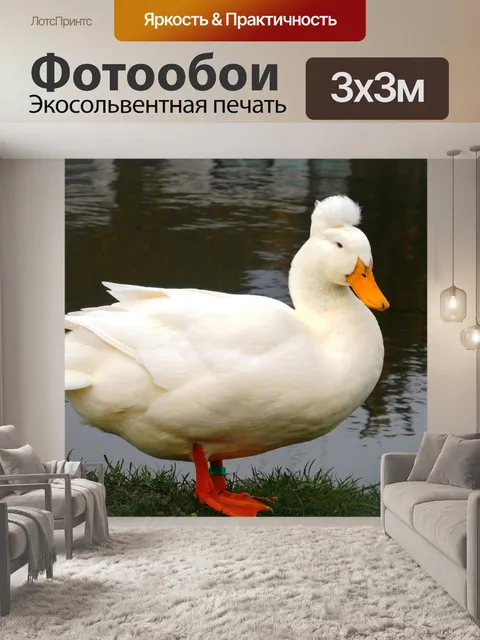 Фотообои Белая утка
