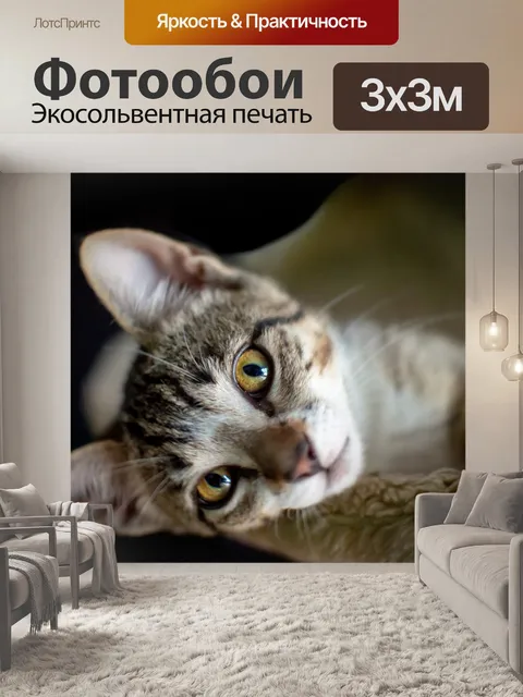 Фотообои Кошки
