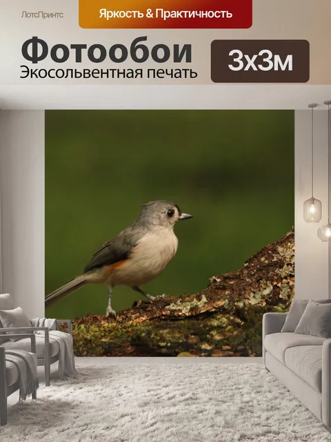 Фотообои Хохлатая синица на ветке