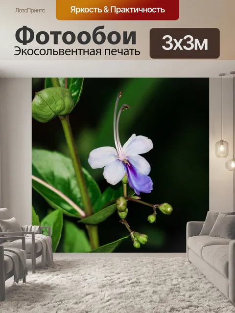 Фотообои Цветок голубая бабочка