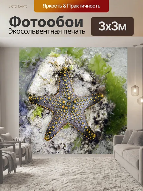 Фотообои морская звезда
