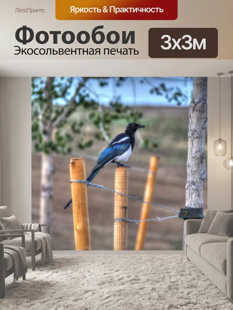 Фотообои черная сорока