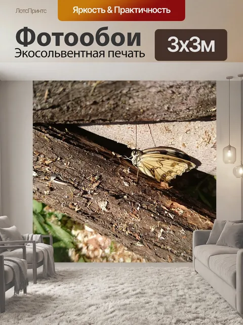 Фотообои Бабочка