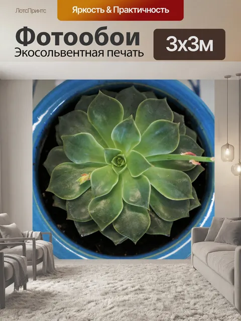 Фотообои Сочный вид сверху крупным планом