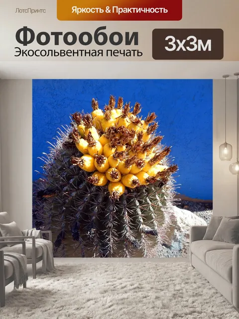 Фотообои Кактус