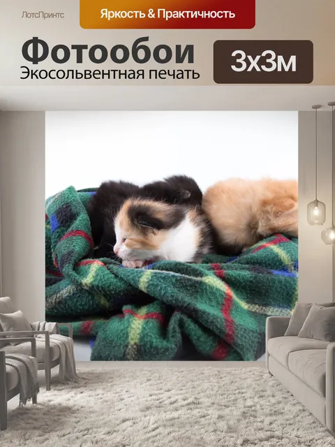 Фотообои Красивая кошка