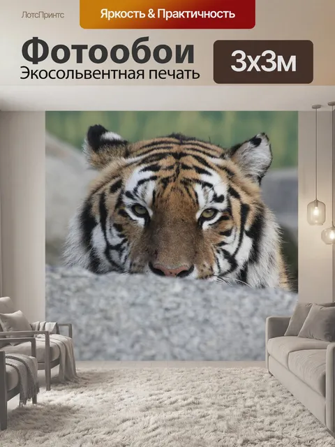 Фотообои Тигр