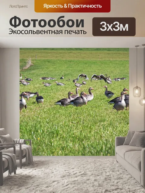 Фотообои Серые гуси