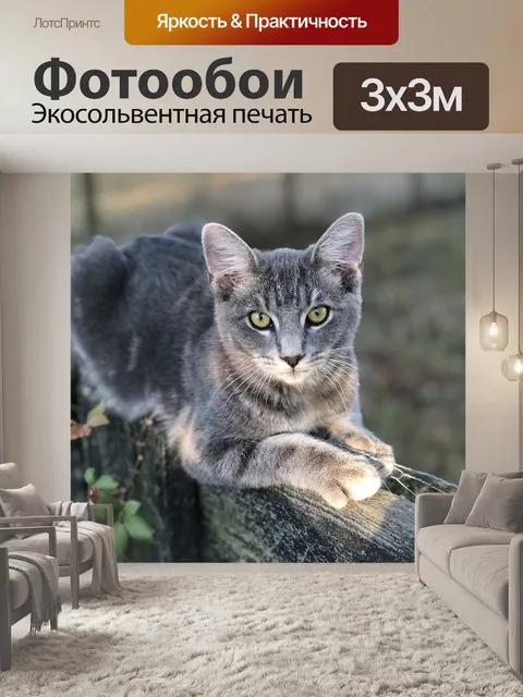 Фотообои Серый кот
