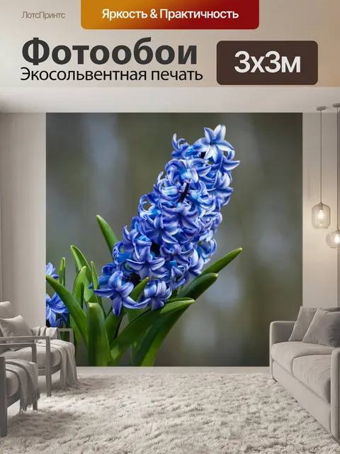 Фотообои гиацинт, цветок, луковичное растение, фл
