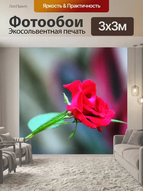 Фотообои одной красной розой