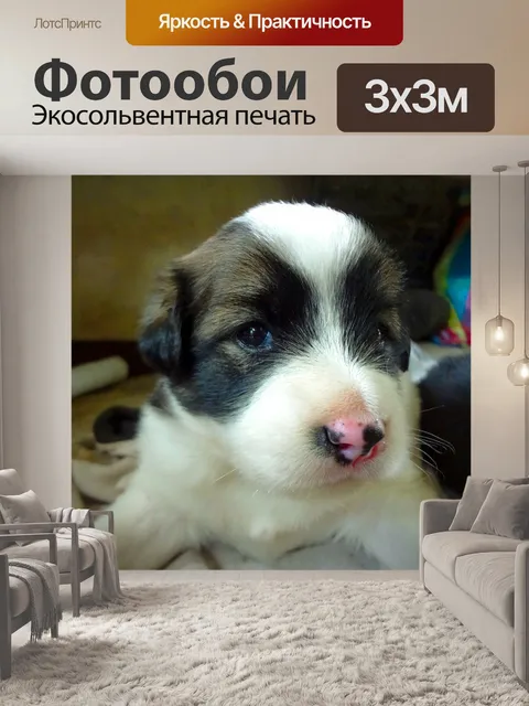 Фотообои Щенок