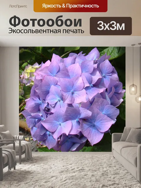 Фотообои Гортензия 04