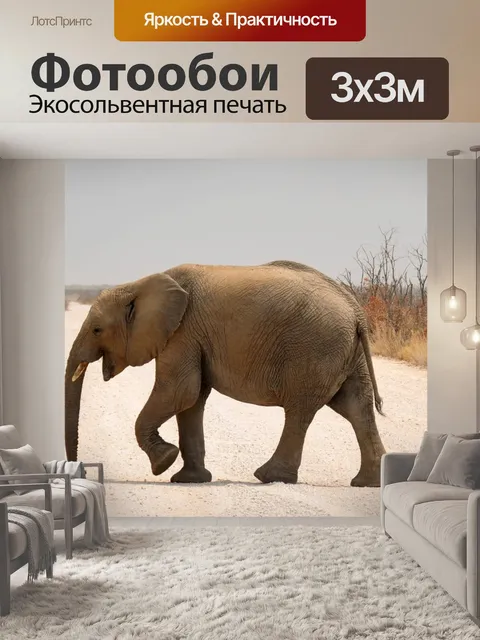 Фотообои Слон