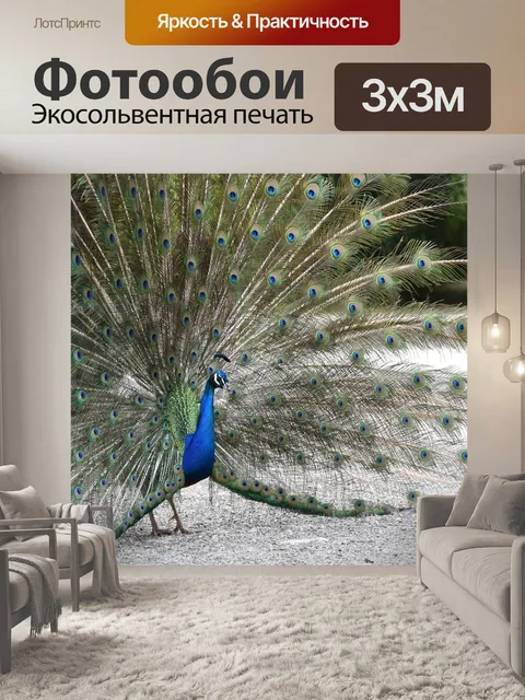 Фотообои Павлин