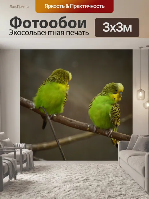 Фотообои Волнистый попугайчик попугай птица