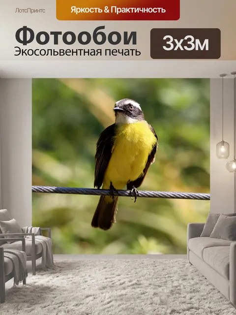 Фотообои Красочная птица
